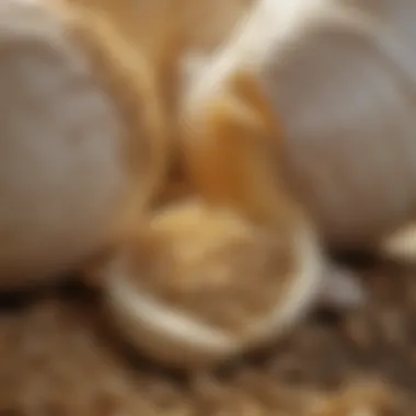 Nutritional Profile of Granulated Garlic for Horses Granulated garlic granules for horses