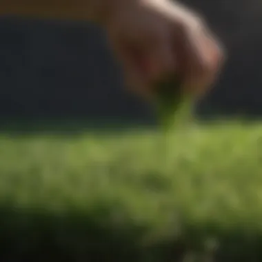 Evolving Grass Dispensing Techniques Comparison of traditional and modern grass dispensing methods