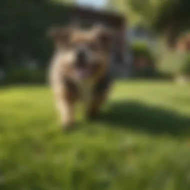Lush green lawn resilient to pet activity