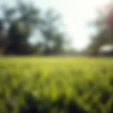 Lush green grass sod in a Denton lawn