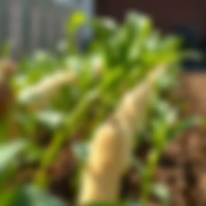 Hand Corn Planters: A Comprehensive Guide Summary