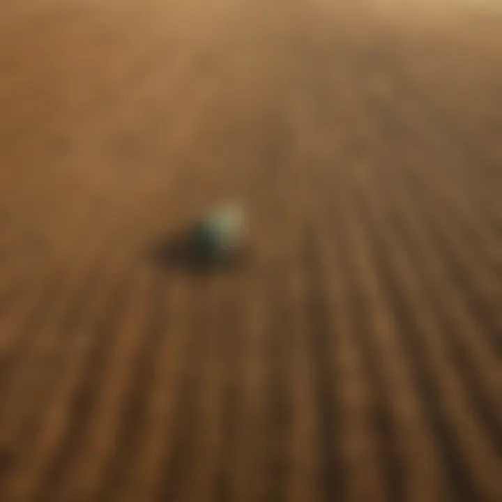 A vibrant field of crops ready for harvest, symbolizing productivity.