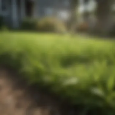 Results of Proper Crabgrass Prevention Healthy lawn thriving after crabgrass preventer use