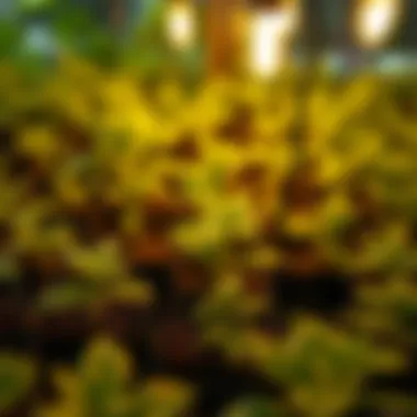 Enhanced Plant Growth with Heating Bulbs Plants thriving under the warmth of heating bulbs