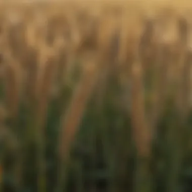 Diverse wheat varieties displayed for selection