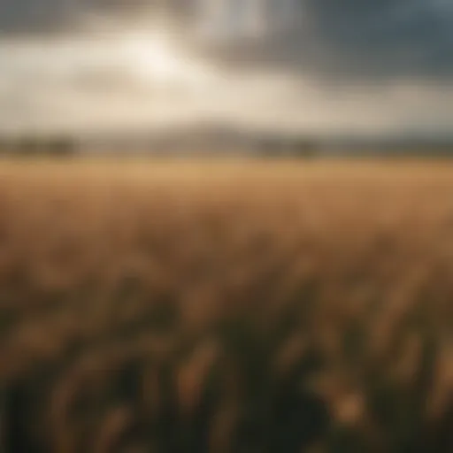 Lush wheat fields thriving under optimal conditions