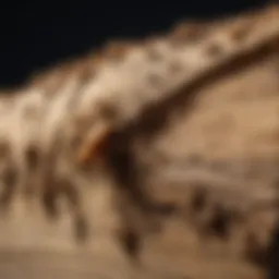 Close-up of termite damage on wood