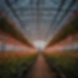 High-Pressure Sodium LED technology illuminating a modern greenhouse