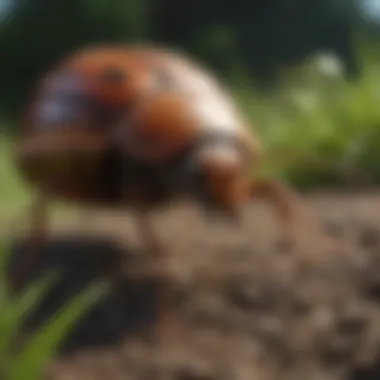 Organic Pest Control Options A close-up of organic pest control options