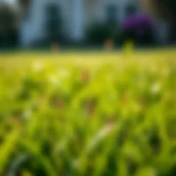 Lush Bermuda grass lawn with weeds