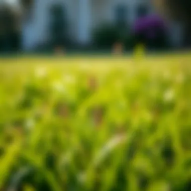 Weed Infestation in Bermuda Grass Lush Bermuda grass lawn with weeds