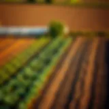 Sustainable Farming with Crop Rotation Aerial view of a sustainable farm utilizing crop rotation