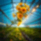 Visual representation of LED layout calculator application in greenhouses