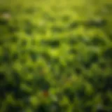 Healthy Lawn Post-Thatch Removal Lush green lawn showcasing healthy grass after thatch removal