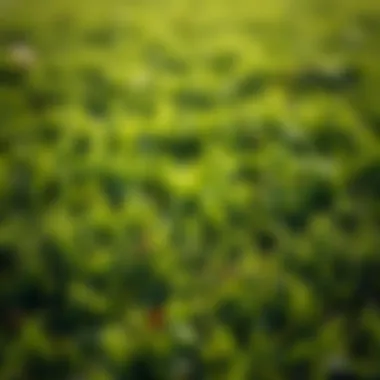 Healthy Lawn Post-Thatch Removal Lush green lawn showcasing healthy grass after thatch removal