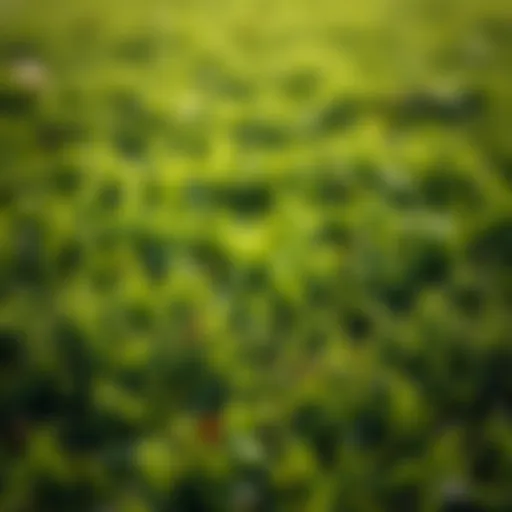 Healthy Lawn Post-Thatch Removal Lush green lawn showcasing healthy grass after thatch removal