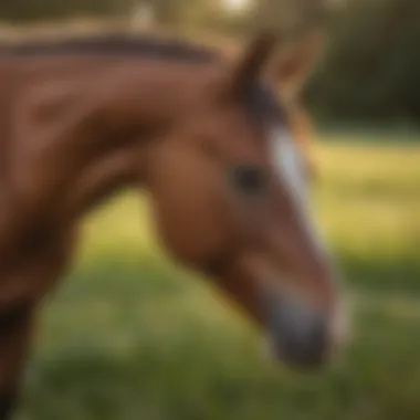 Close-up of a calm mare grazing peacefully in a lush pasture