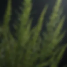 Close-up of Mares Tail weed showcasing its distinctive leaves and growth pattern