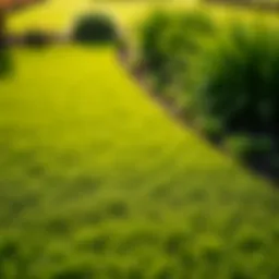 A lush green lawn showcasing smooth surfaces and healthy growth