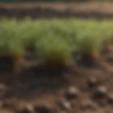 Soil Health Improved by Micro Clover Roots Healthy soil enhanced by micro clover grass roots