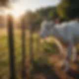 Flexible goat fencing arrangement in a pasture