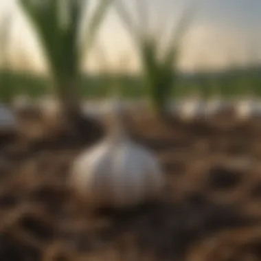 Natural garlic fields showcasing fresh garlic plants