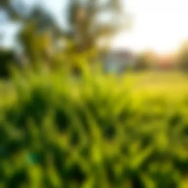 Healthy grass thriving post-weed management