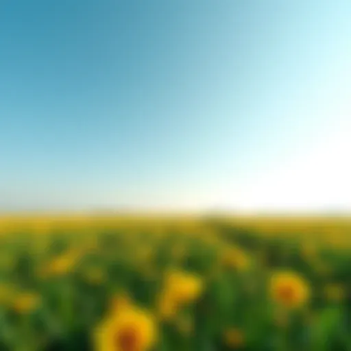 A serene landscape showcasing a flourishing agricultural field under a clear blue sky