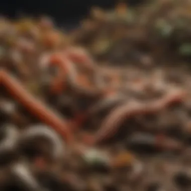 Organic Waste Choices for Worm Farms Diverse organic waste suitable for worms