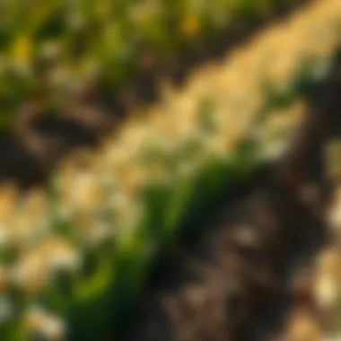 Crop Yield Improvement Techniques Infographic demonstrating crop yield improvement