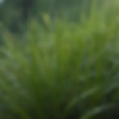 A close-up view of centipede grass blades with dew drops.