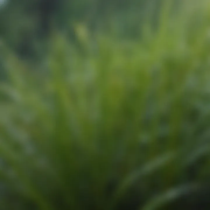 A close-up view of centipede grass blades with dew drops.