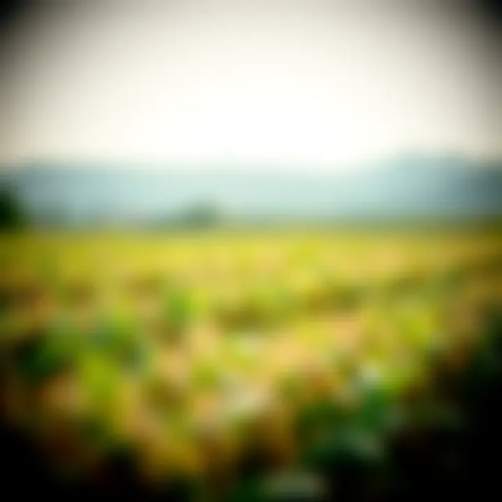 Illustration of planting density strategies