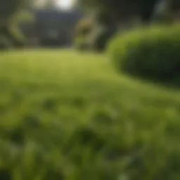 A lush green lawn thriving under optimal conditions