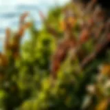 Diverse Seaweed Varieties in Agricultural Applications Illustration of various seaweed types used in agriculture