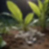 Organic calcium and magnesium sources for plants