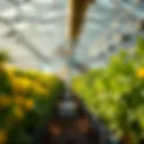 Enhancing Airflow in Greenhouses with Oscillating Wall Fans An oscillating wall fan in a greenhouse enhancing airflow