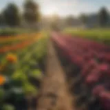 Vibrant organic farm showing diverse crops