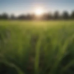 Vibrant field of Pennington annual ryegrass