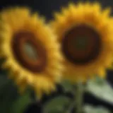 Close-up view of Roundup Ready sunflower blooms