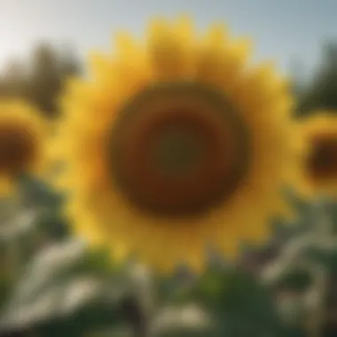 Pest Resistance in Pioneer Roundup Ready Sunflowers Diagram illustrating pest resistance in Pioneer sunflowers