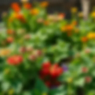 Illustration depicting various plant safe fungicides in a garden setting