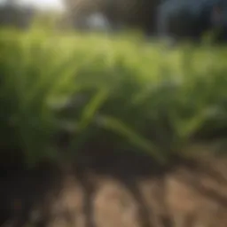 Healthy St. Augustine grass thriving in sunlight