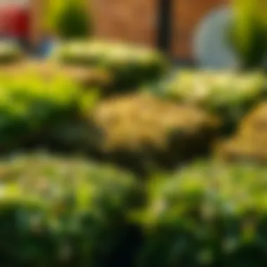 Diverse Sod Types: Choosing the Perfect Fit An assortment of sod types displayed for selection.