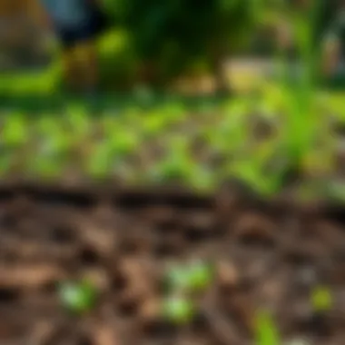 Ready for New Life: Prepped Yard Awaiting Sod A well-prepared yard ready for sod installation with fresh soil.