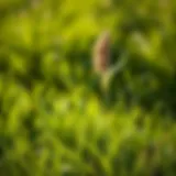 Lush green lawn showcasing suitable grass varieties for West Texas