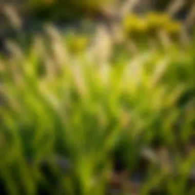 Close-up of warm-season grasses thriving in West Texas soil