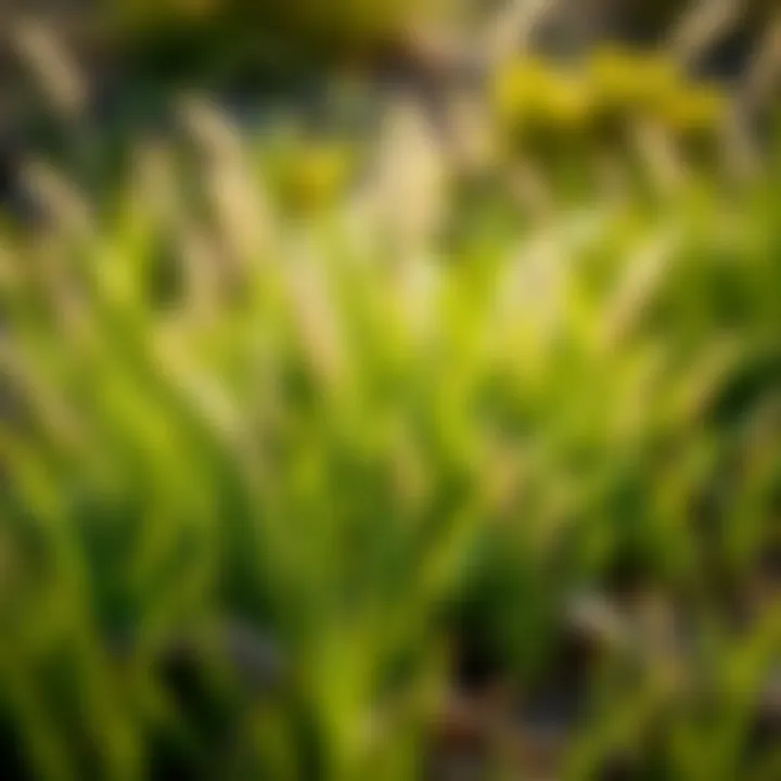 Close-up of warm-season grasses thriving in West Texas soil