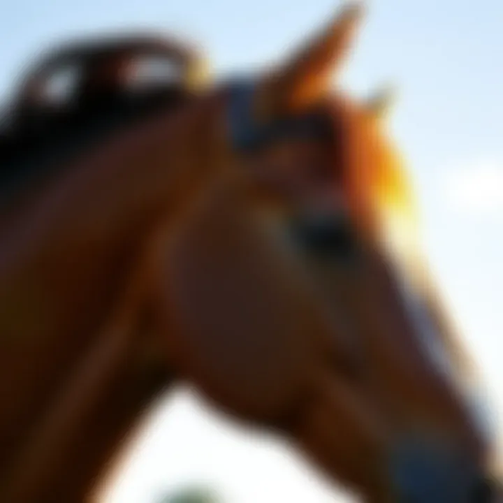 Healthy Skin and Coat of a Horse Close-up of a horse's shiny coat reflecting sunlight