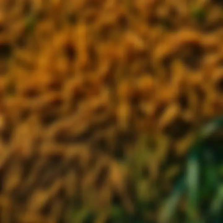 Diverse Types of Sod Available Diverse types of sod available in Florida